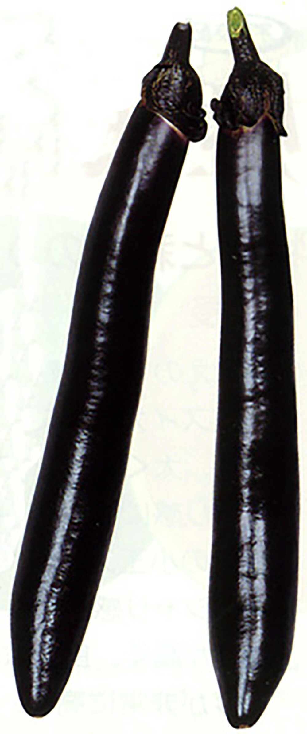 長緑(ちょうりょく) 2000粒詰 ナス なす 茄子 宇治交配 】 長緑ナスの通販