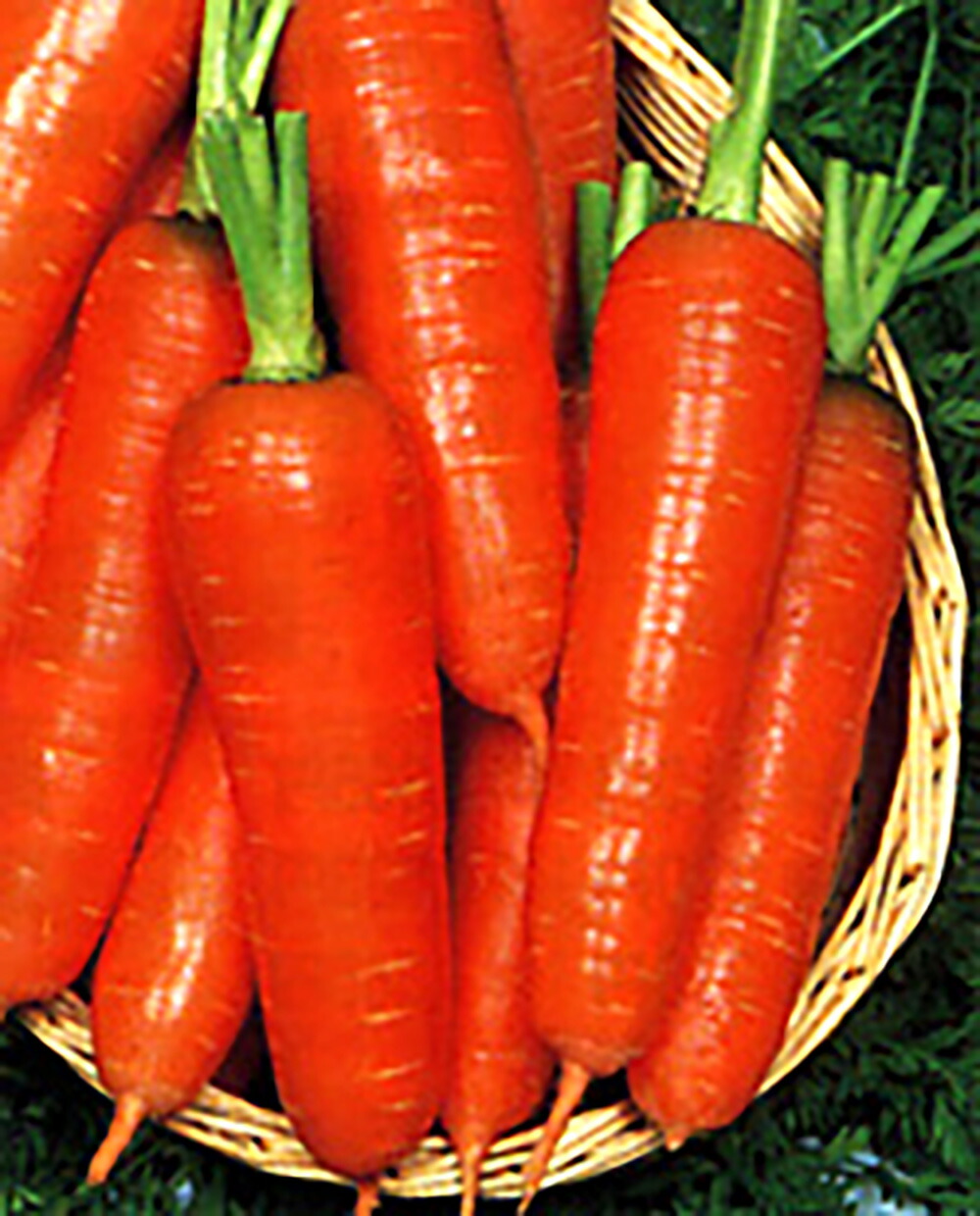 楽天市場】紅光五寸ﾆﾝｼﾞﾝ種 4ﾐﾘ入(約750粒) 夏秋栽培用 : 荒川種苗