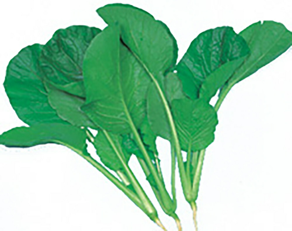 楽天市場】はまつづき 小松菜 2dl 小松菜 コマツナ こまつな【サカタ