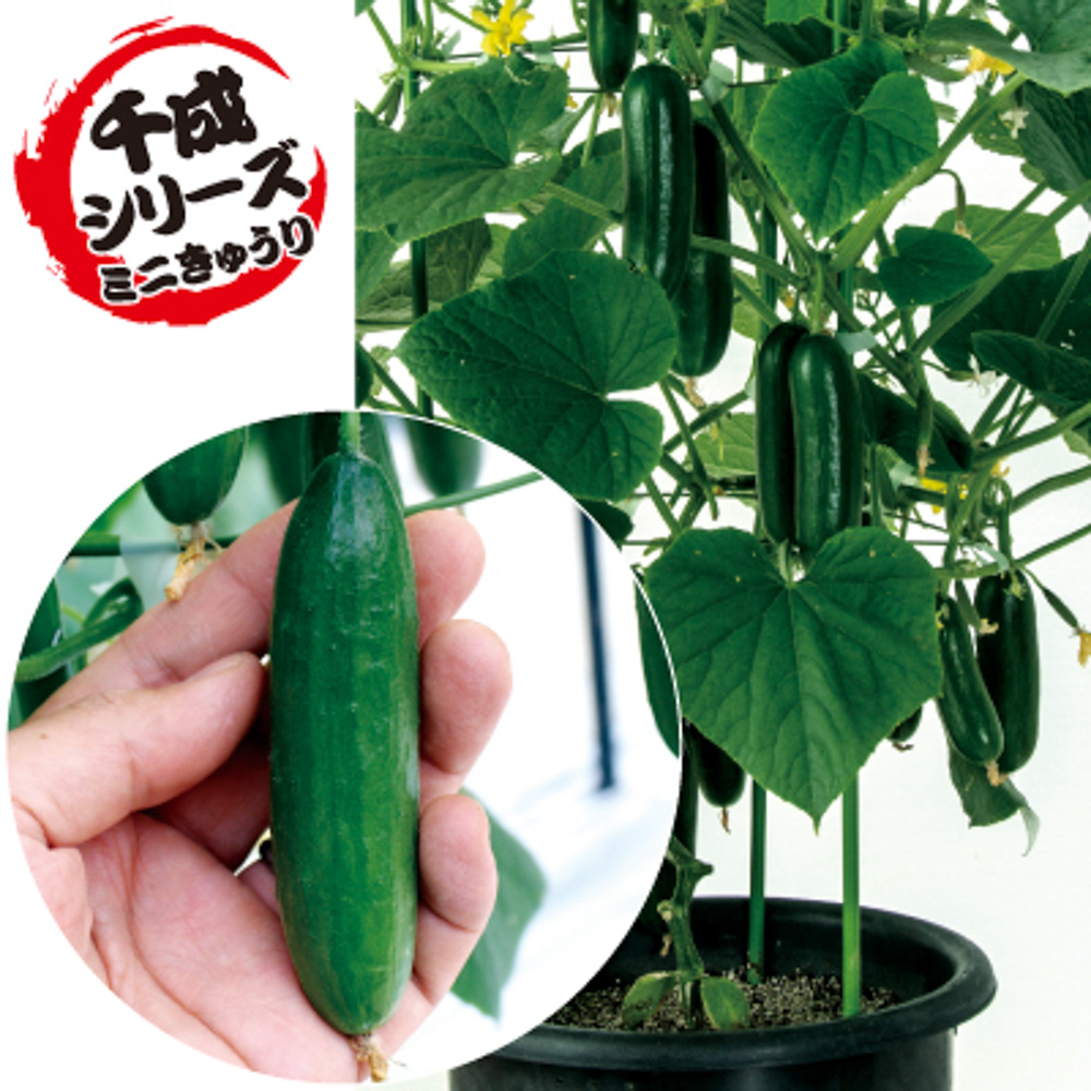 最大57 Offクーポン ミニミニ千成 ミニ胡瓜 500粒 胡瓜 キュウリ きゅうり F1 中原採種場 Fucoa Cl