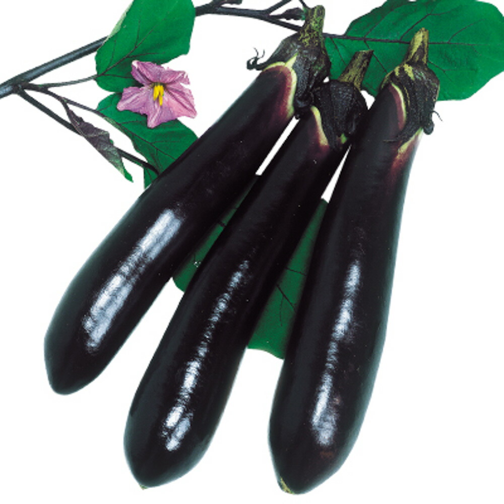 楽天市場】早生真黒茄子 わせしんくろなす Early Shinkuro Eggplant