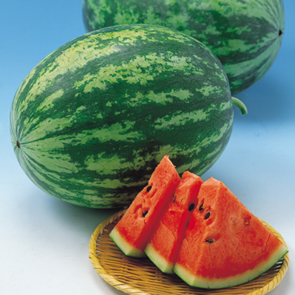 楽天市場】大玉スイカ種【 羅皇ロング 】ナント種苗 : みつのぶ