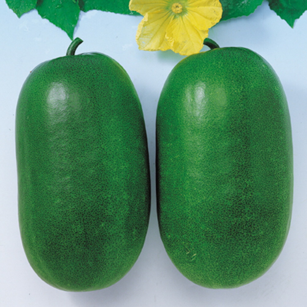 楽天市場】姫とうがん 種 100粒 【姫冬瓜の種】【タキイのタネ