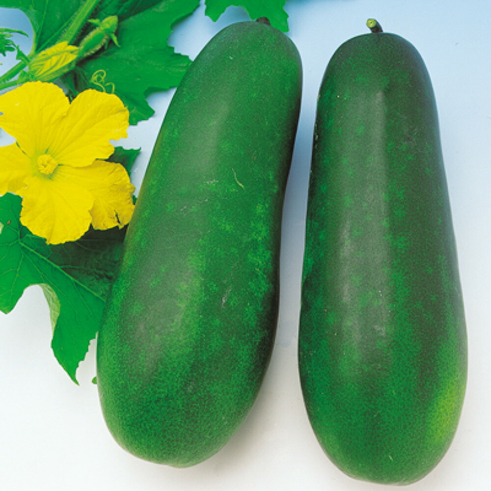 楽天市場】【トウガン】沖縄小型冬瓜【中原採種場】（約25粒）野菜種