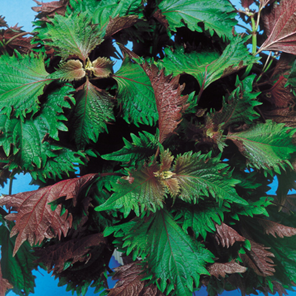 芳香うらしそ 1l 紫蘇 シソ しそ 中原採種場 中原採種場 種 たね タネ 通常5倍 5のつく日はポイント10倍 一万円以上の購入で5 Offクーポン Deerfieldtwpportage Com