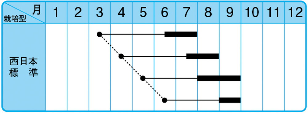 90 Off 芳香赤しそ 1l 紫蘇 シソ しそ 中原採種場 Projectworx Eu