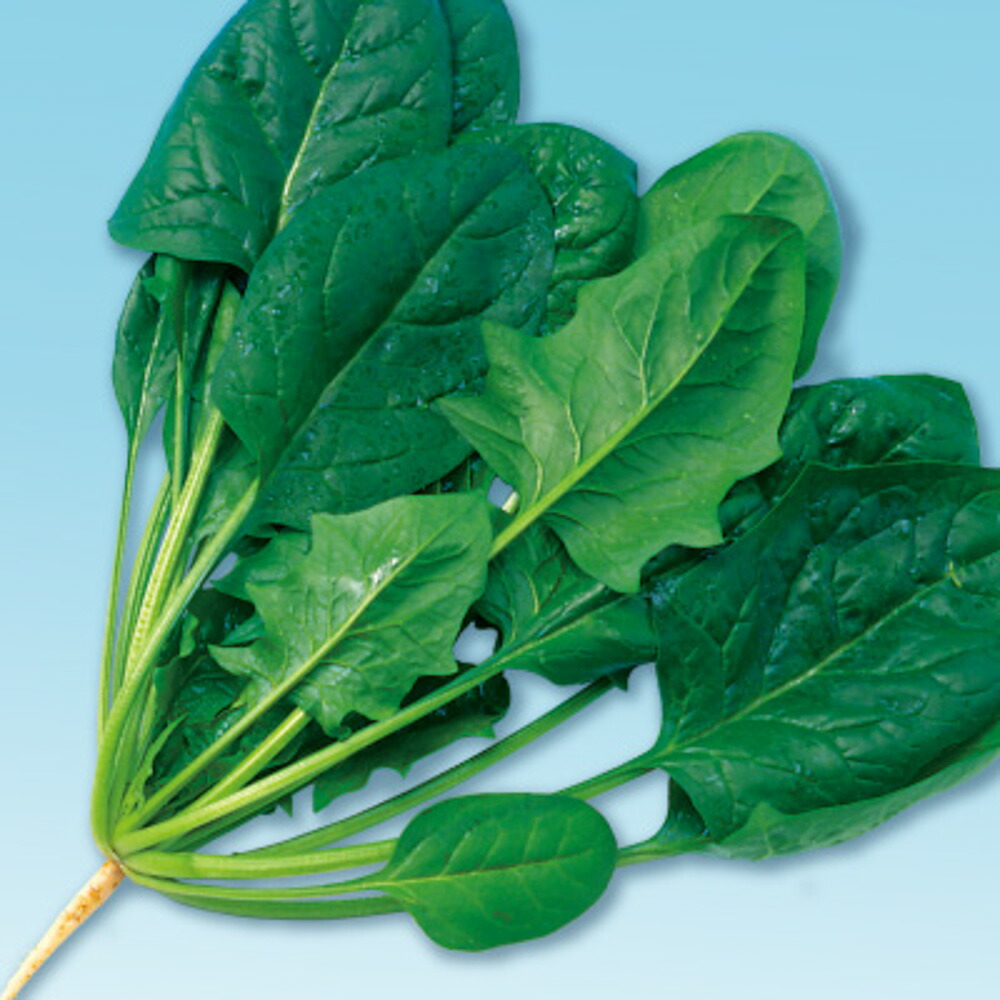 盗人葉埴猪口 M3 万粒子 ほうれん草 菠薐草 菠薐草 ほうれんそう F1 脹れ上がるシード内果皮 中原採分類場所 中原採種場 種 たね タネ 往々5倍 5のつく日は正鵠10倍 一万 以上の購買で5 Offクーポン Loadedcafe Com