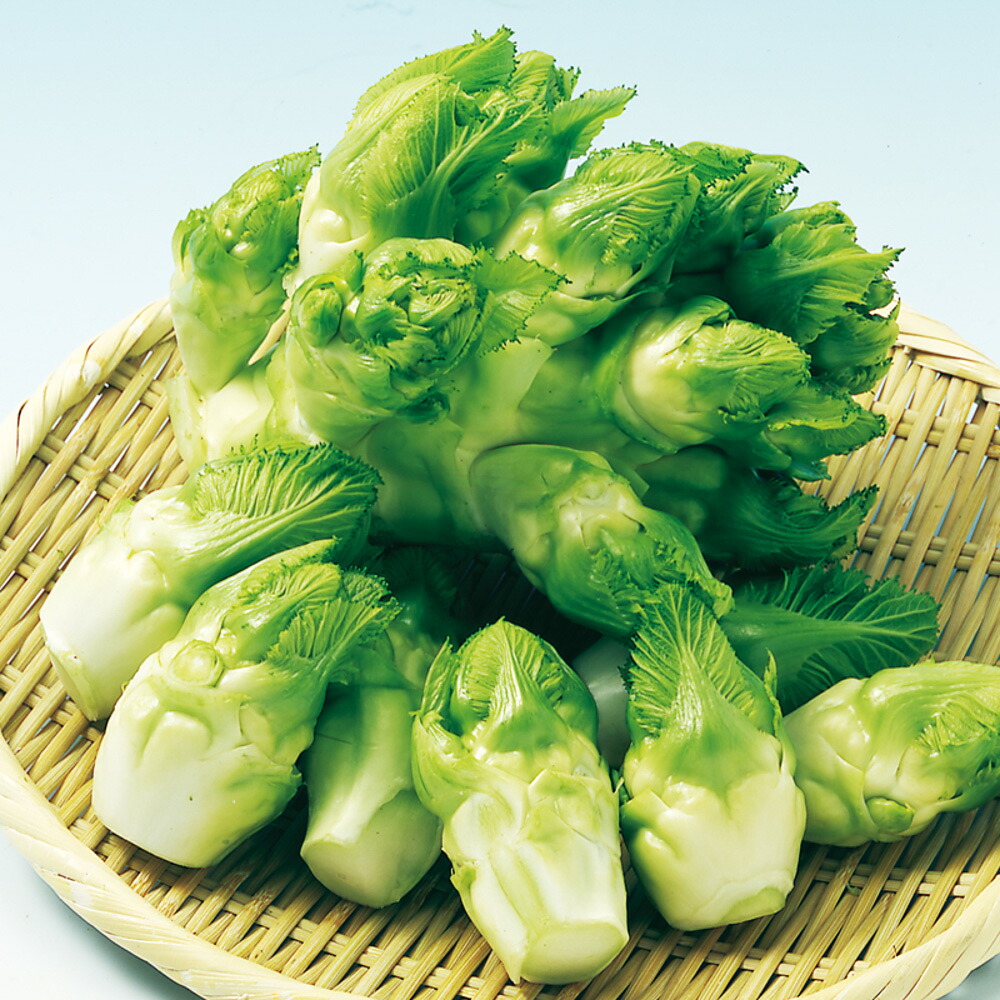 四川児菜（子持タカナ） 5千粒（コートL） からし菜 カラシナ 【中原採種場 種 たね タネ 】【通常5倍 5のつく日はポイント10倍】