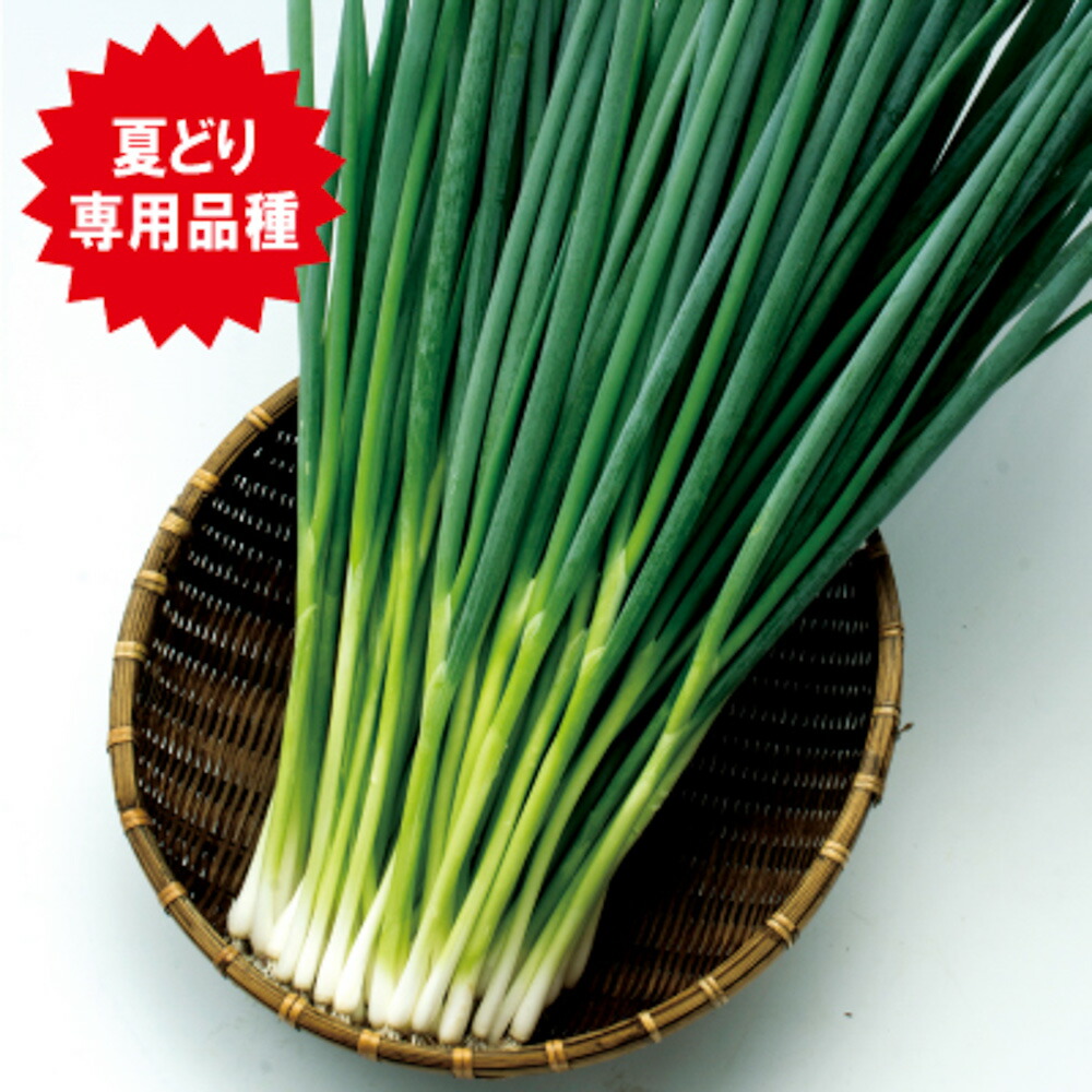 黒いこと夏時 1l 葱 ネギ ねぎ  F1 中原採種場 【中原採種場 種 たね タネ 】【押し並べて5倍 5のつく日は尖んがり10倍】