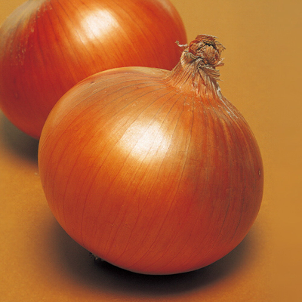 楽天市場】甲高赤 100g 玉ねぎ たまねぎ 玉葱 タマネギ 中原採種場