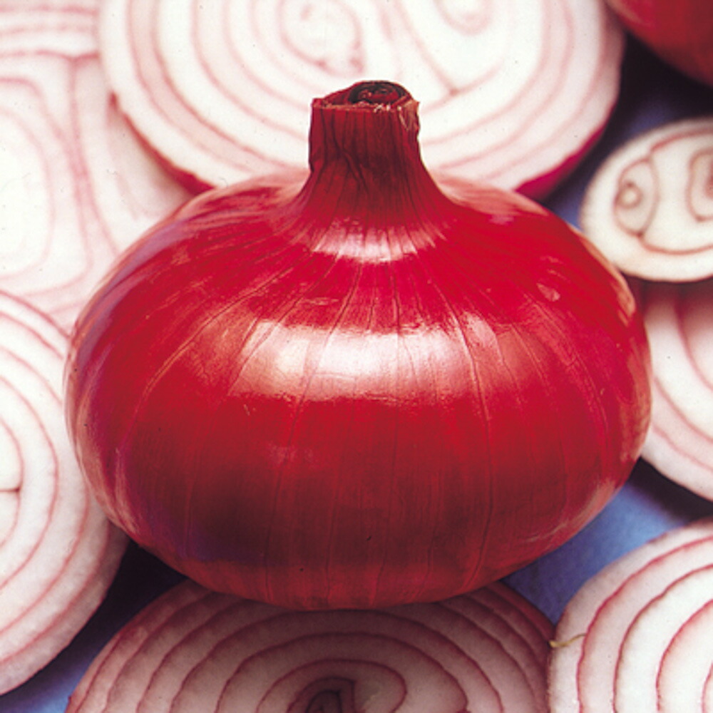 極早生玉ねぎ苗 ハイパーリニア 1000本 楽天市場】極早生 ハイパー