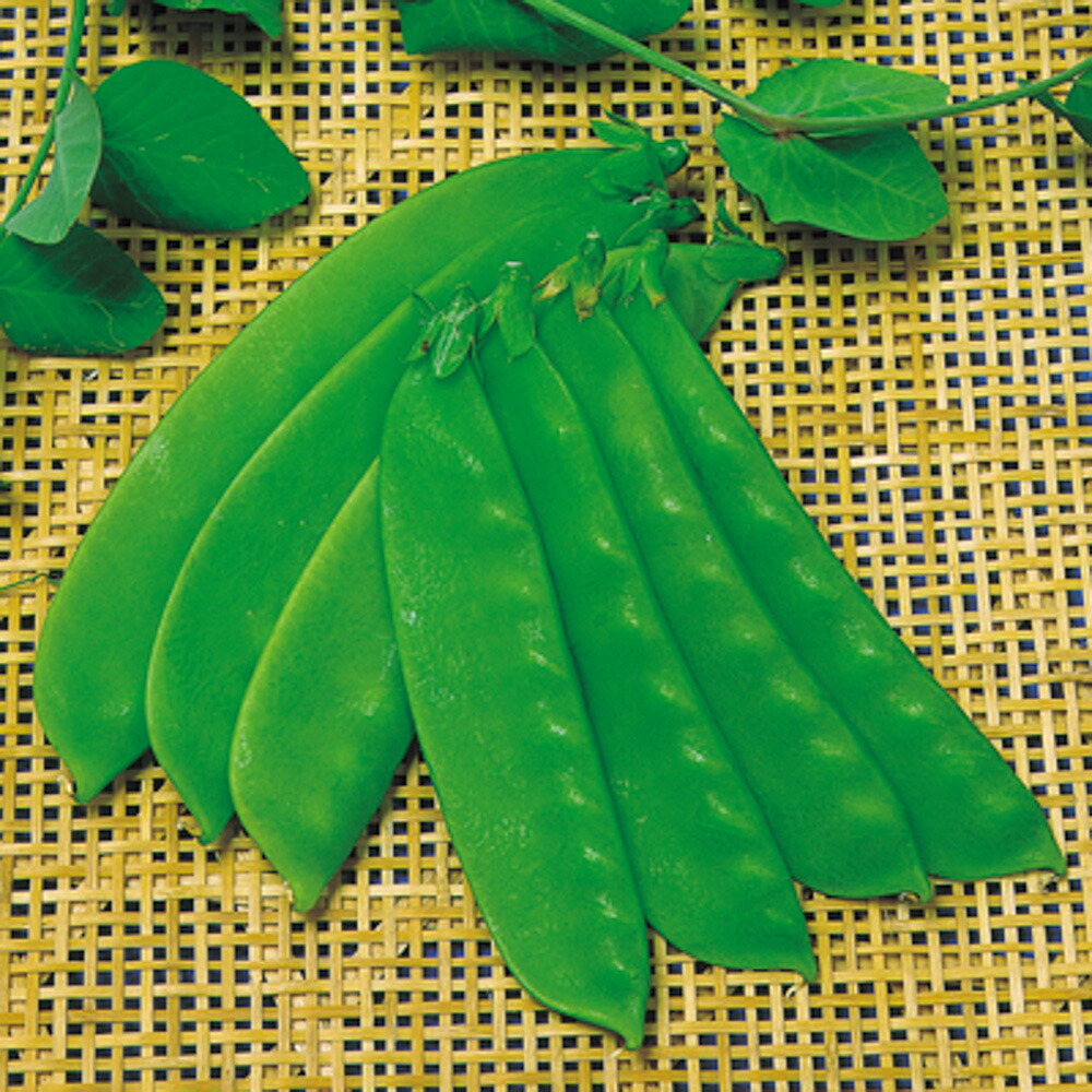 ネーデルラント大き莢 1l さやえんどう サヤエンドウ 莢豌豆 中原採カテゴリ所 中原採種場 種 たね タネ 並々5二倍 5のつく時世は地点10倍 一個一万サークル以上の買上げるで5 Offバウチャー Loadedcafe Com
