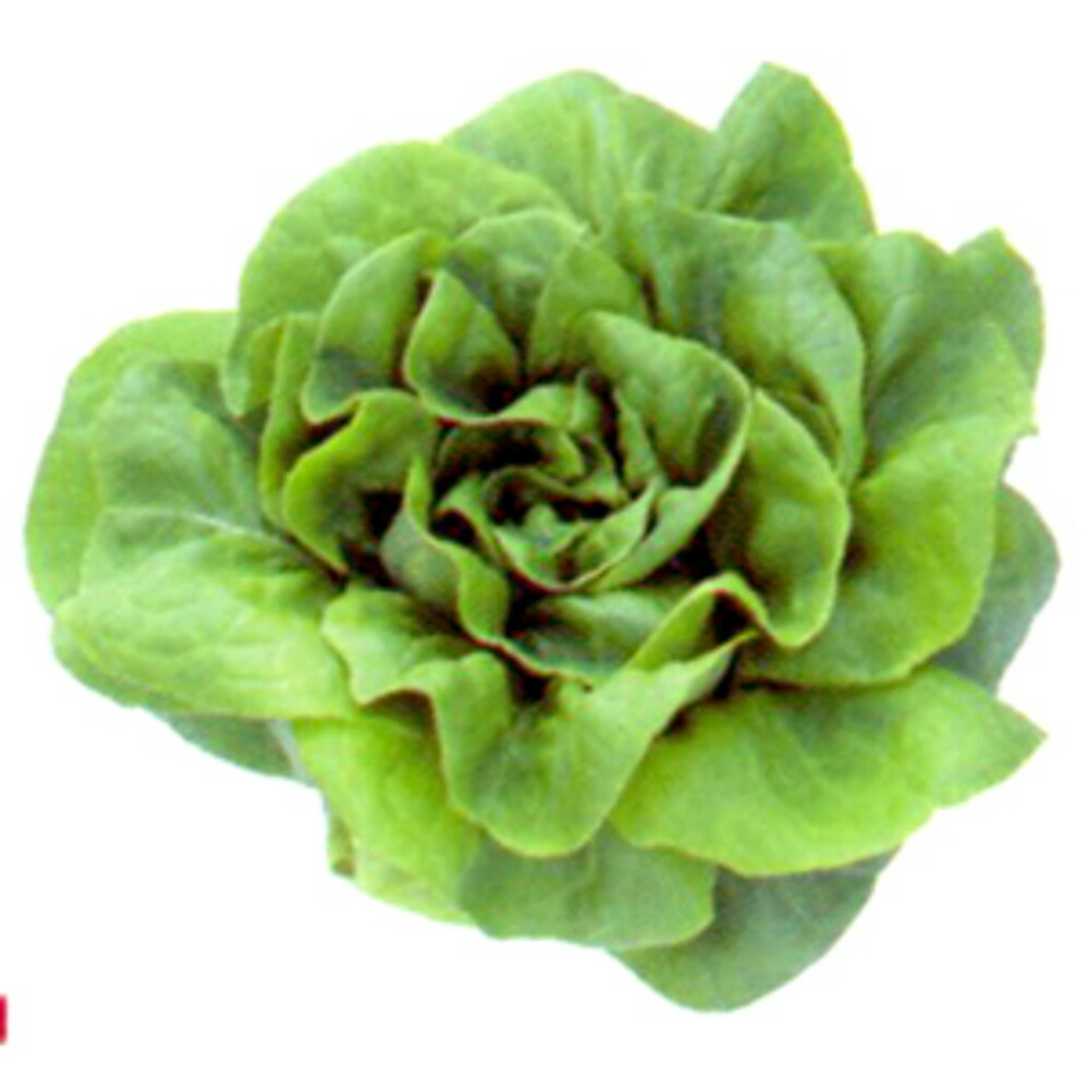 グリーンバターレタス L 108 千粒 コートl レタス 中原採種場 低価格の