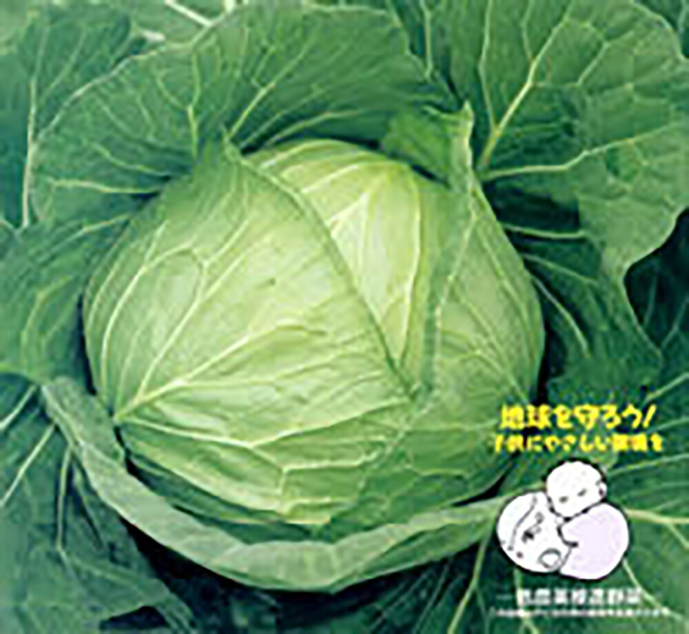 YCR多恵 ペレット 5000粒 キャベツ ノウリン交配 【日本農林社 種 たね タネ 】【通常5倍 5のつく日はポイント10倍】｜全国種苗出荷センター