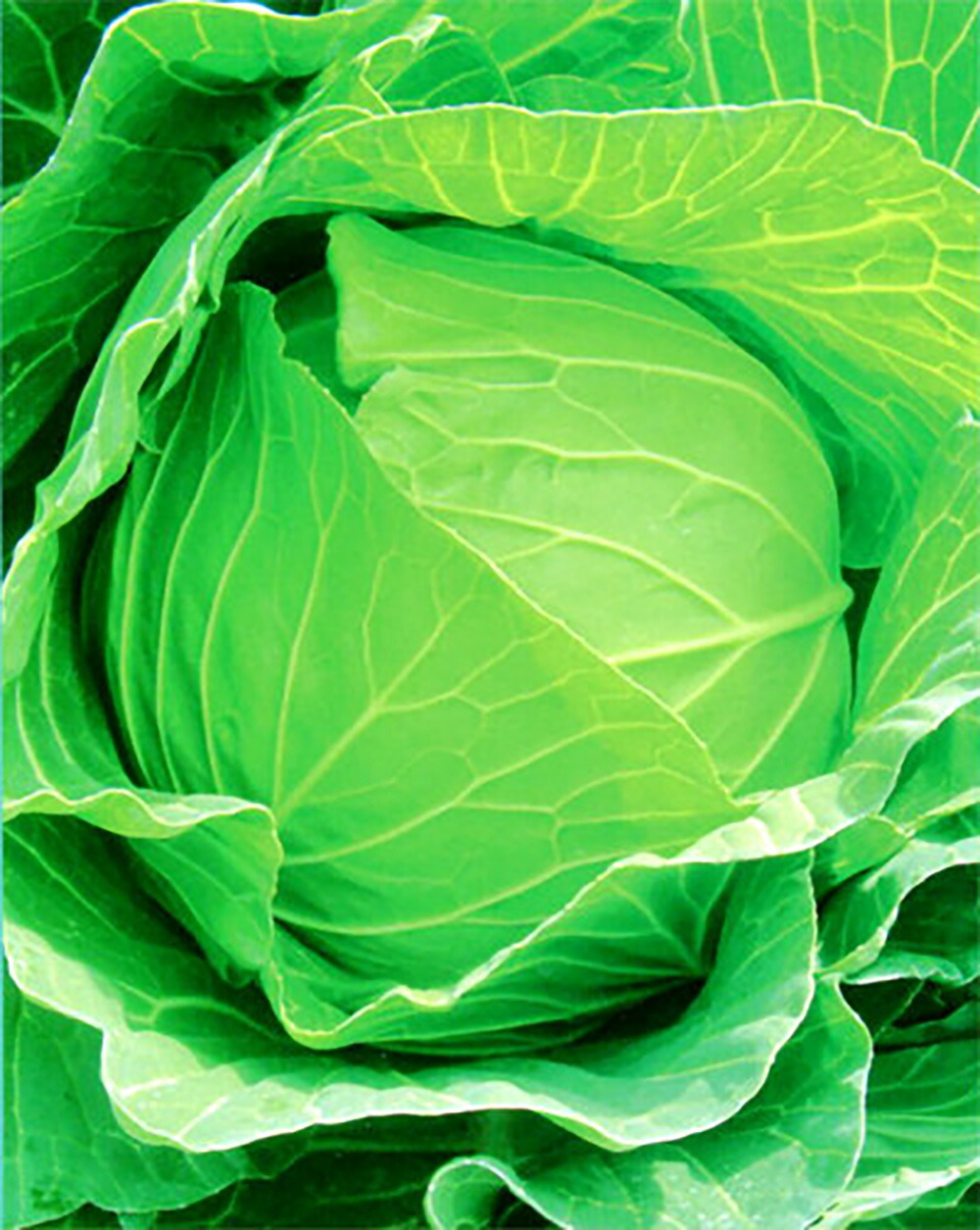 キャベツの種 プラディボール ペレット5千粒 野菜の種 ejrDX0inEU
