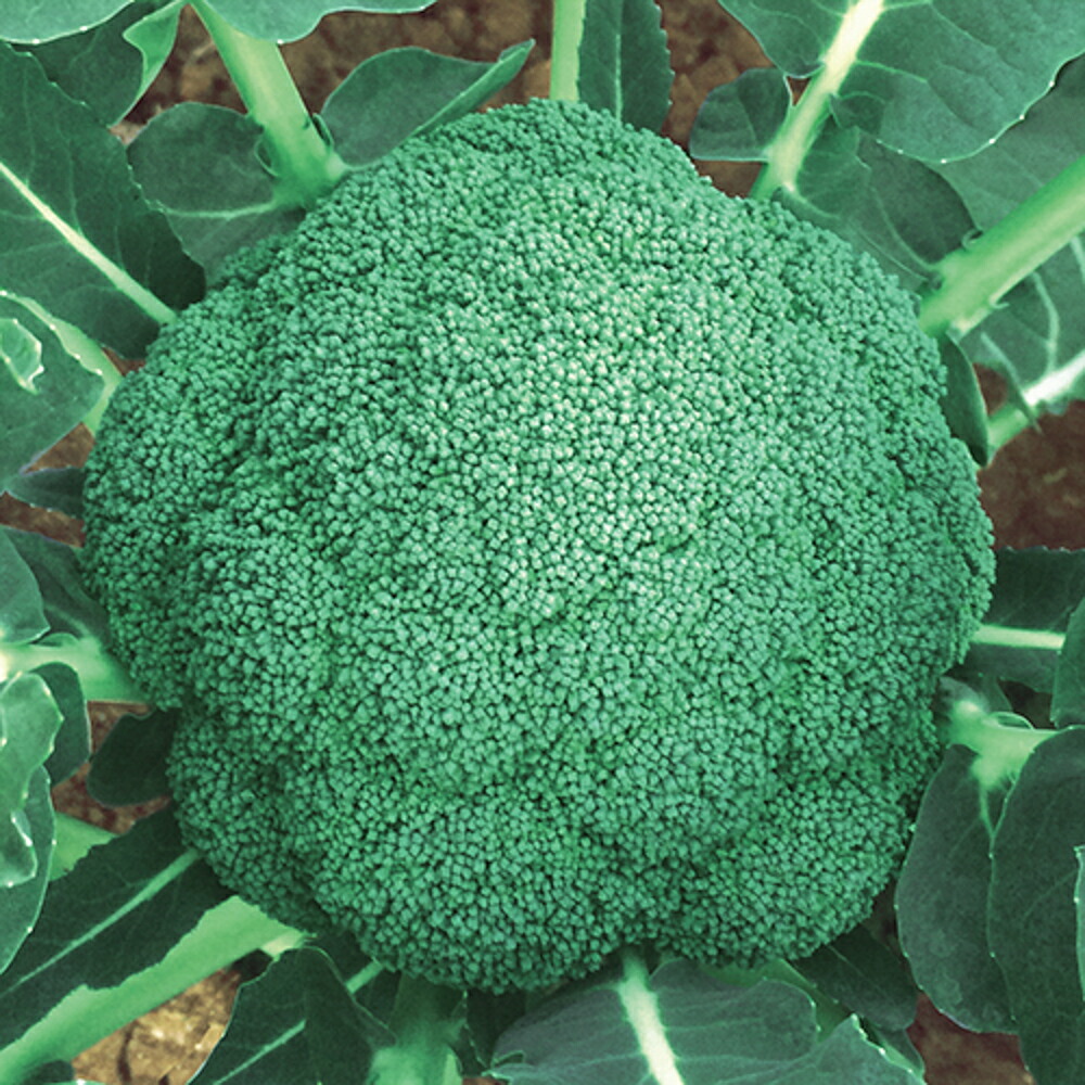 楽天市場】クリア(BL-819) 2000粒 ブロッコリー 【ブロリード 種 たね