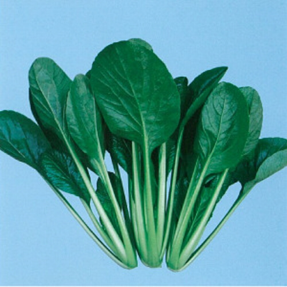 楽天市場】はまつづき 小松菜 2dl 小松菜 コマツナ こまつな【サカタ