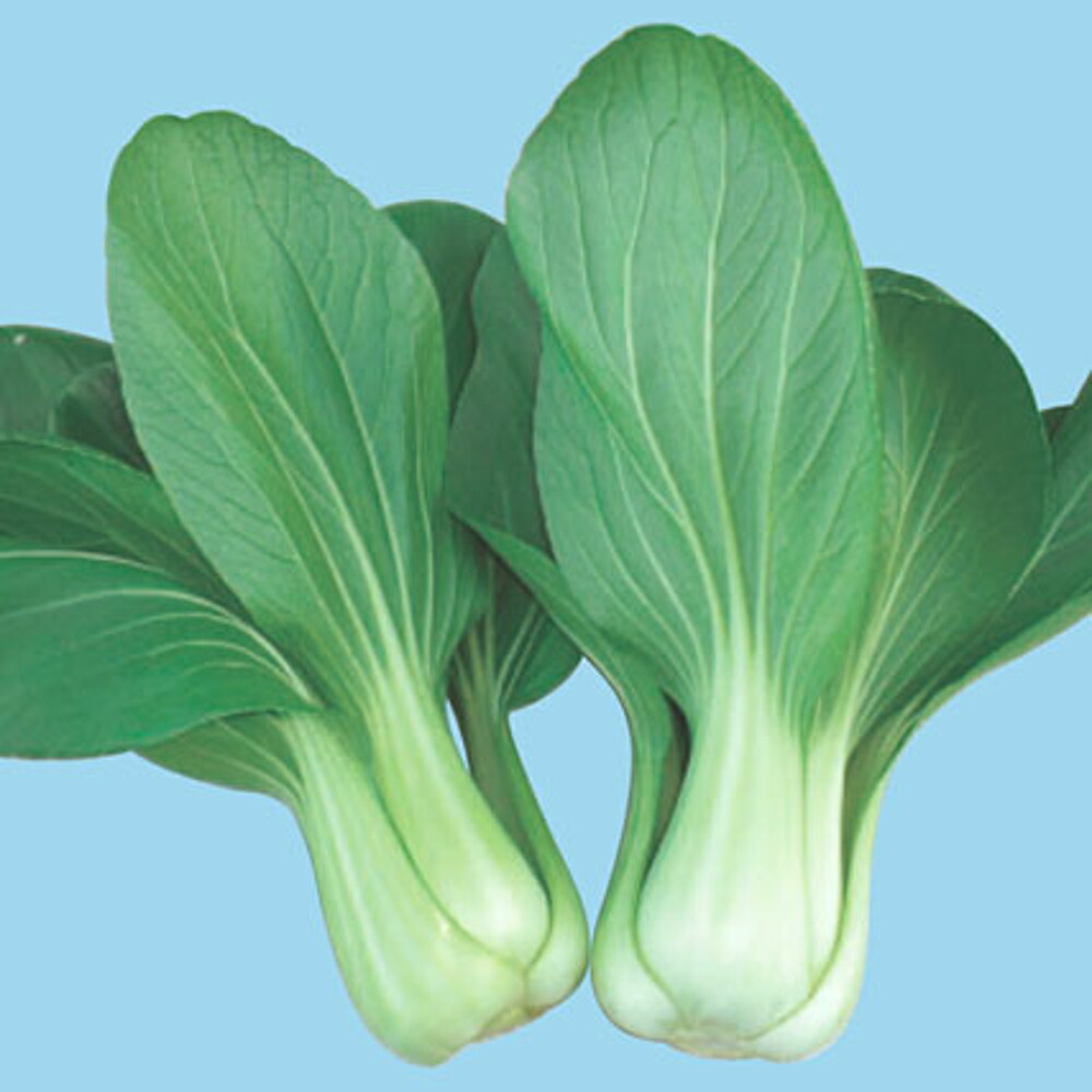 おトク 夏双子 2dl 青梗菜 チンゲン菜 チンゲンサイ ちんげんさい Fucoa Cl