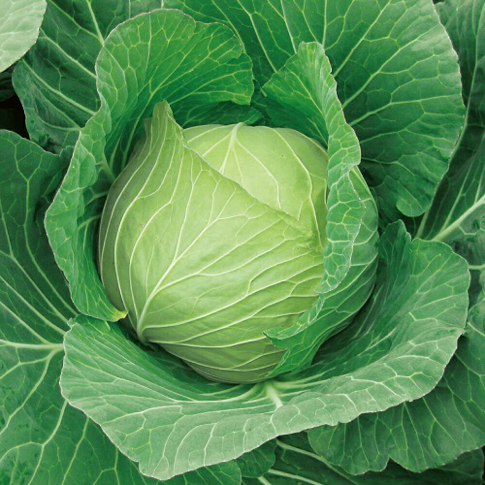 花いぶき 2500粒 キャベツ【野崎採種場 種 たね タネ 】【通常5倍 5のつく日はポイント10倍】