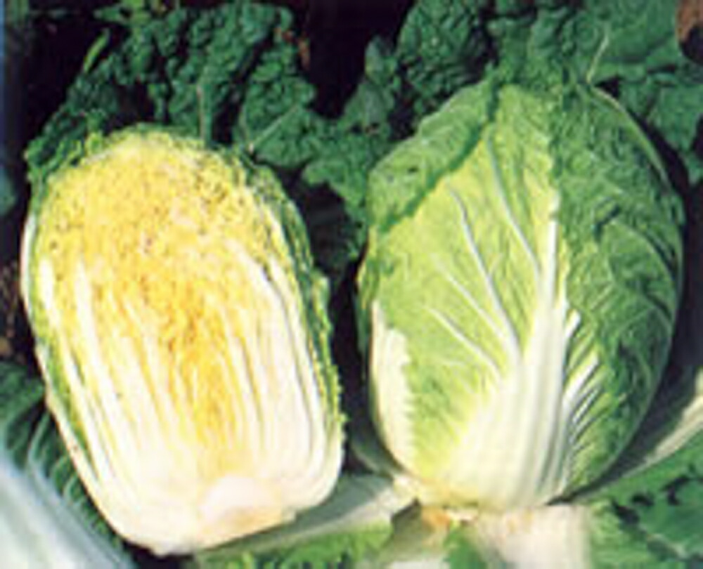 双美黄 20ml 白菜 ハクサイ はくさい【野崎採種場 種 たね タネ 】【通常5倍 5のつく日はポイント10倍】 4,576円