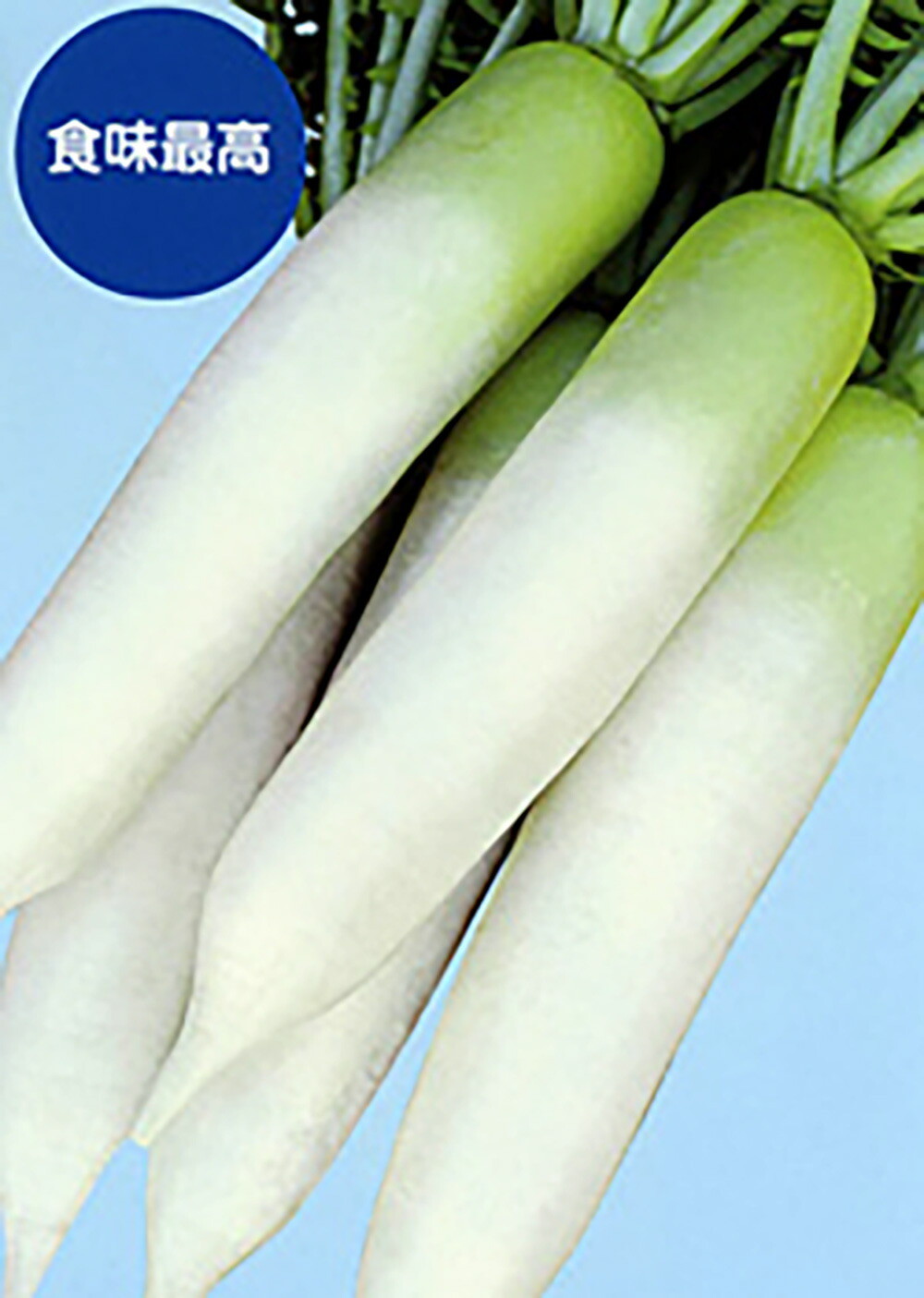 もみじスティック 1dl 大根 ダイコン だいこん 野菜種子 ミニ赤ダイコン「もみじスティック」 1dl（ナント種苗