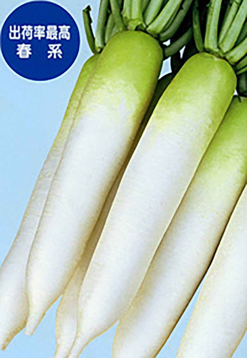 楽天市場】新天地 2dl 大根 ダイコン だいこん【タカヤマシード 種