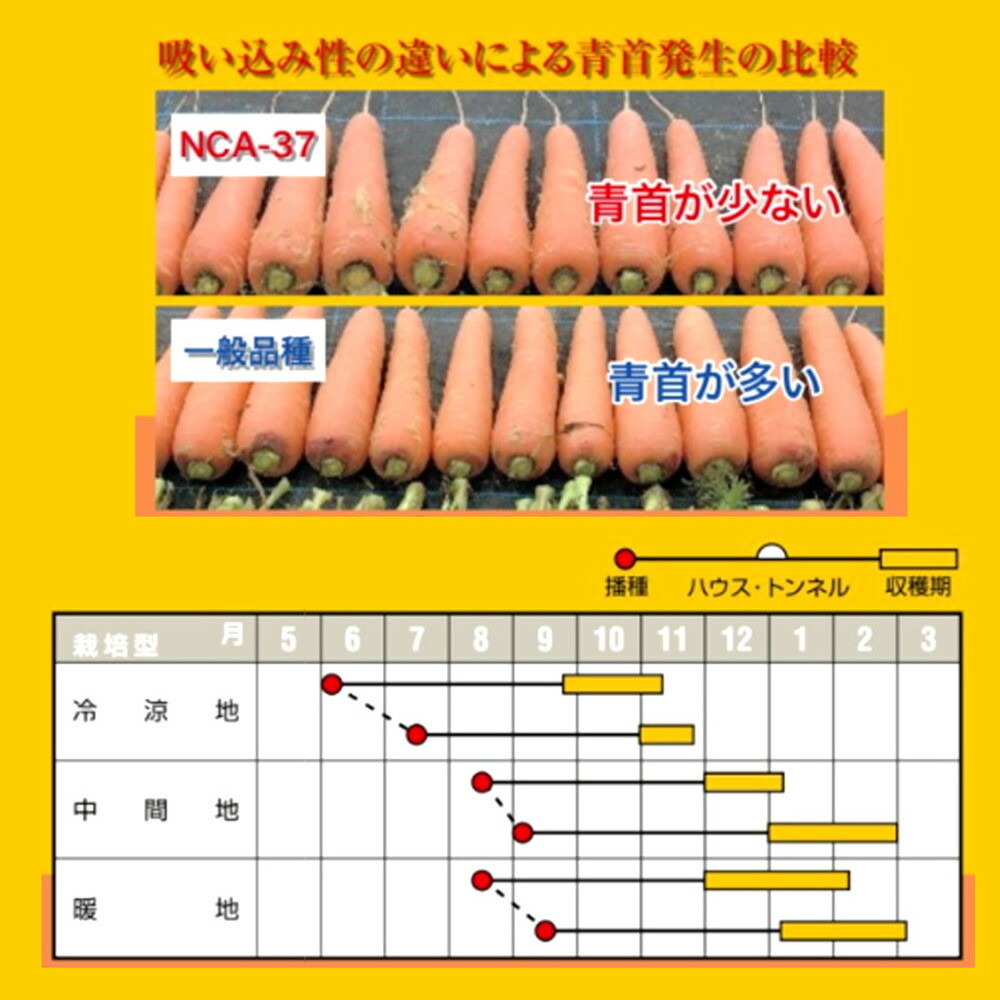 71％以上節約 愛うさぎ コート 1万粒 ニンジン にんじん 人参 ostermalm.fi