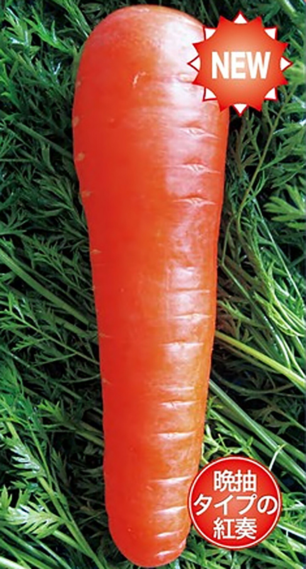 楽天市場】ローラ 5万粒 ニンジン にんじん 人参【ヴィルモランみかど