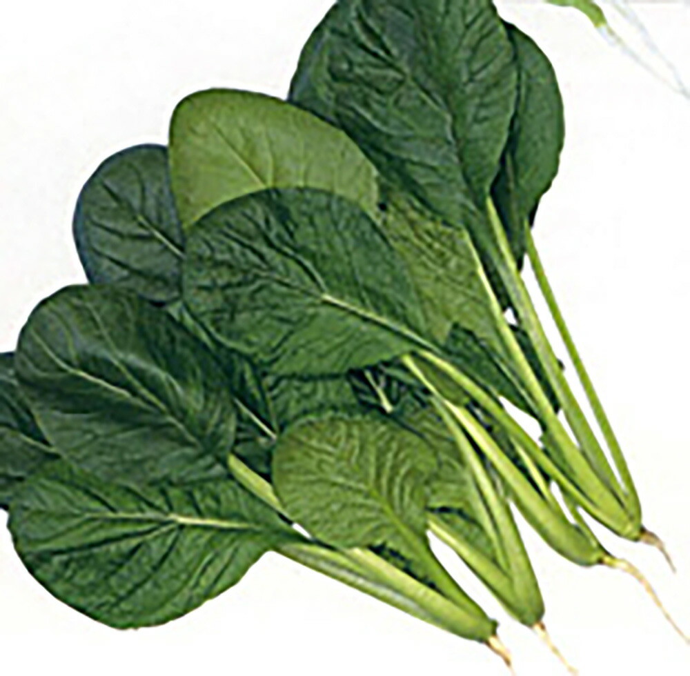 こまつ菜 imgrc0070438389.jpg