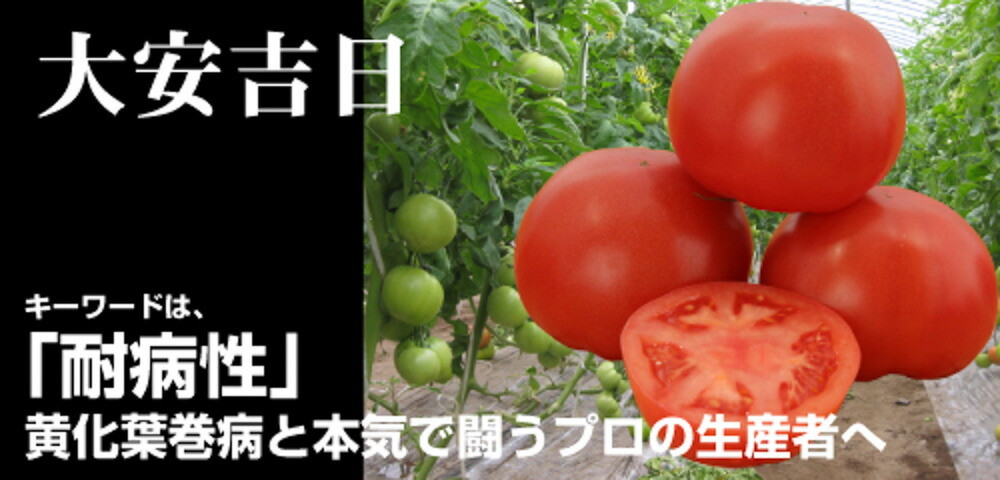 大安吉日 500粒 トマト とまと 蕃茄 【ナント 種 たね タネ 】【通常5倍 5のつく日はポイント10倍】|全国種苗出荷センター