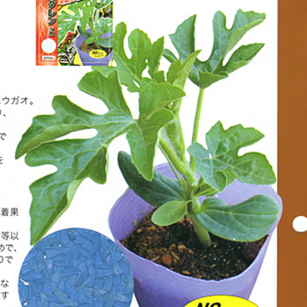 FR-ヘコタレン 2000粒 台木 ダイギ だいぎ 【ナント 種 たね タネ 】【通常5倍 5のつく日はポイント10倍】