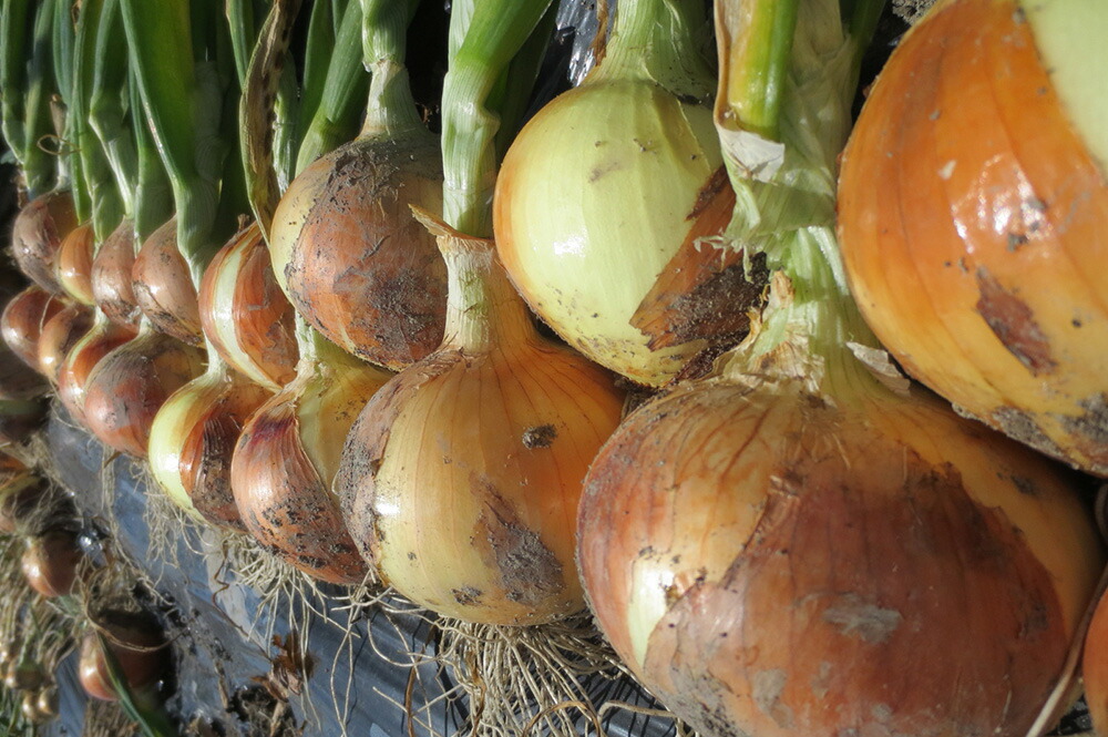 たまねぎ Amazon.co.jp: 北海道産 玉ねぎ L大もしくは2Lサイズ 10kg詰め