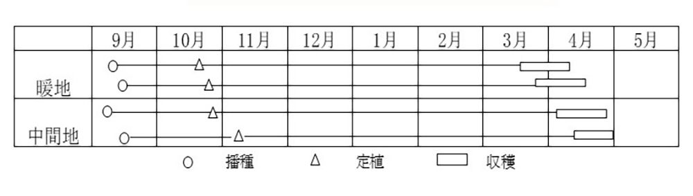 人気急上昇 EXスター 100g 超極早生品種 玉ねぎ たまねぎ 玉葱 タマネギ 高田育成 fucoa.cl