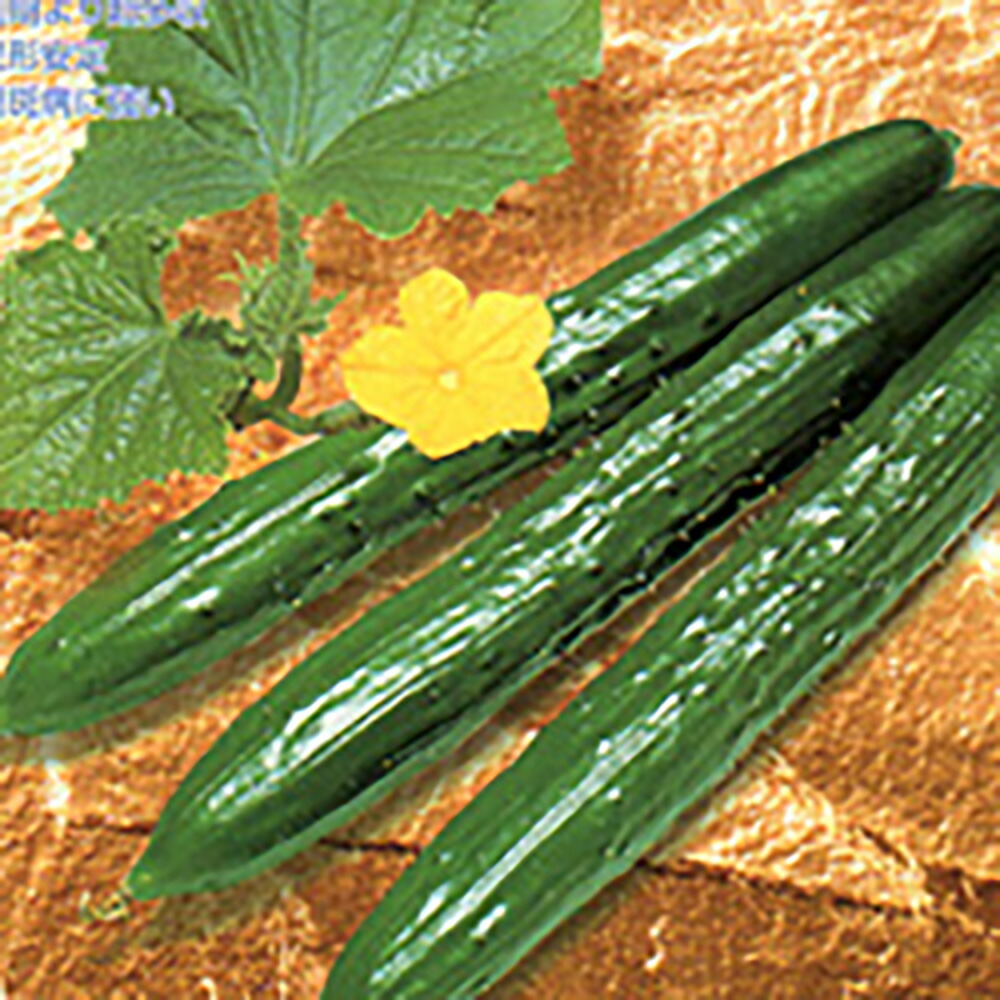 元締め2 350粒 黄瓜 胡瓜 きゅうり【シード 種 たね タネ 】【押し並べて5倍 5のつく日は尖んがり10倍】