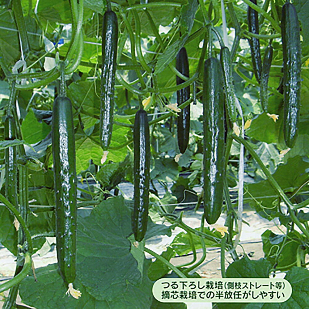 千秀2号(609) 350粒 胡瓜 キュウリ きゅうり【シード 種 たね タネ 】【通常5倍 5のつく日はポイント10倍】