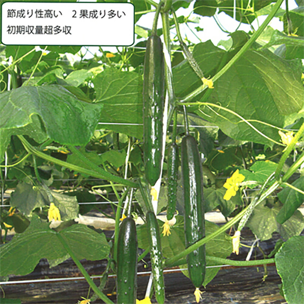 楽天市場】ニーナZ 350粒 胡瓜 キュウリ きゅうり【シード 種 たね