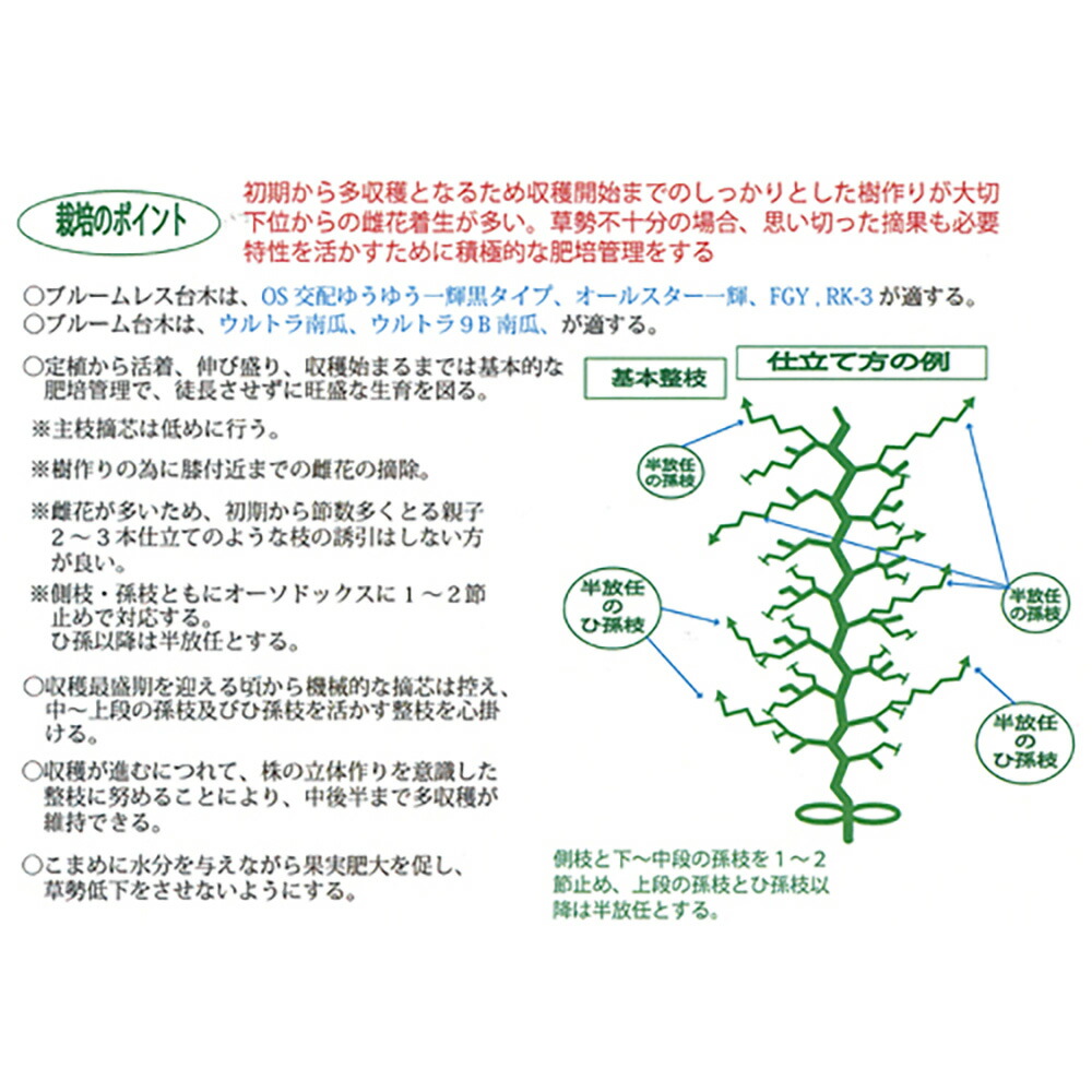 返品送料無料 まりん 350粒 胡瓜 キュウリ きゅうり Jclaw Com Br