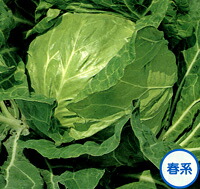 ペレット 金系201号 ペレット5千粒 球菜【サカタ 種 たね タネ】【原則として5倍 5のつく日は尖んがり10倍】