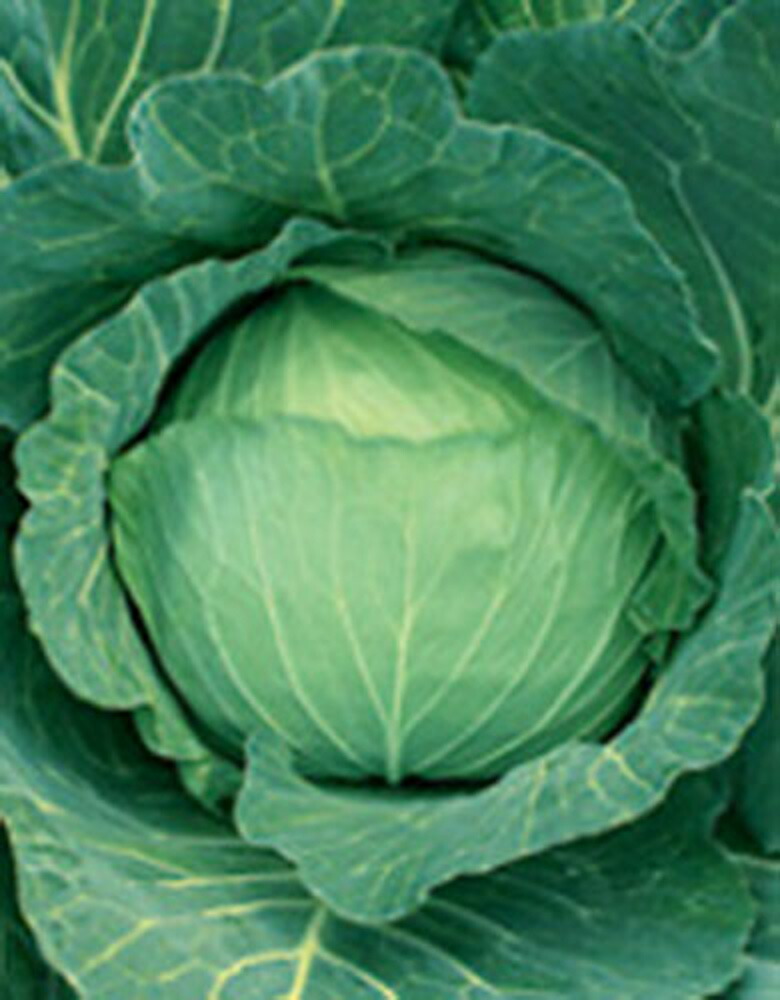 がいな 2000粒 キャベツ【サカタ 種 たね タネ】【通常5倍 5のつく日はポイント10倍】