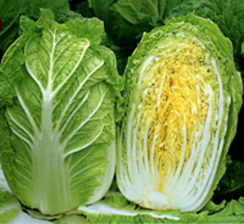 ペレット ゆめぶき506白菜 ペレット5千粒 白菜 ハクサイ はくさい【サカタ 種 たね タネ】【押し並べて5倍 5のつく日は尖んがり10倍】 ガーデニング・農業-種子-野菜の種子