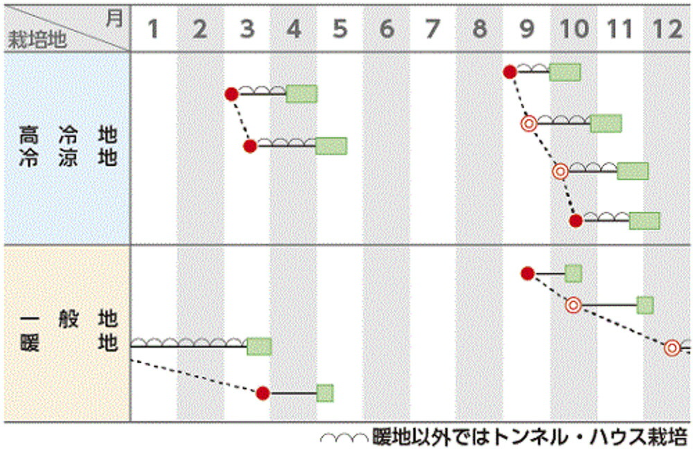 ブランド激安セール会場 ホウレンソウ PRIMAX 法蓮草 トラッド7 ほうれんそう ほうれん草 L2万粒 ガーデニング・農業