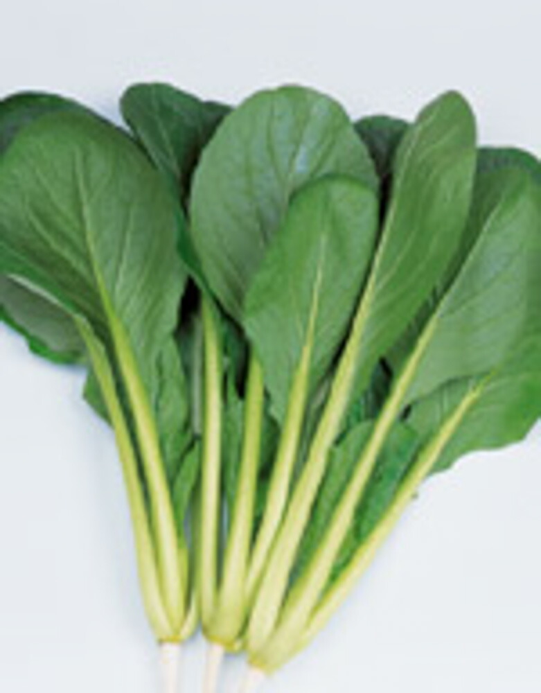 水菜商品 レッドカラシミズナ 水耕栽培 苗 50株｜シャキッとした歯ざわり！鍋