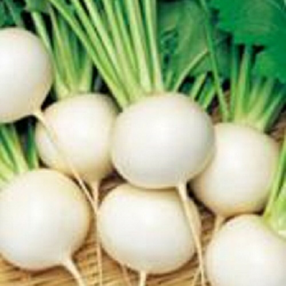 みふね 小蕪 1デシリットル缶 かぶ 小僧 蕪【サカタ 種 たね タネ】【押し並べて5倍 5のつく日は尖んがり10倍】