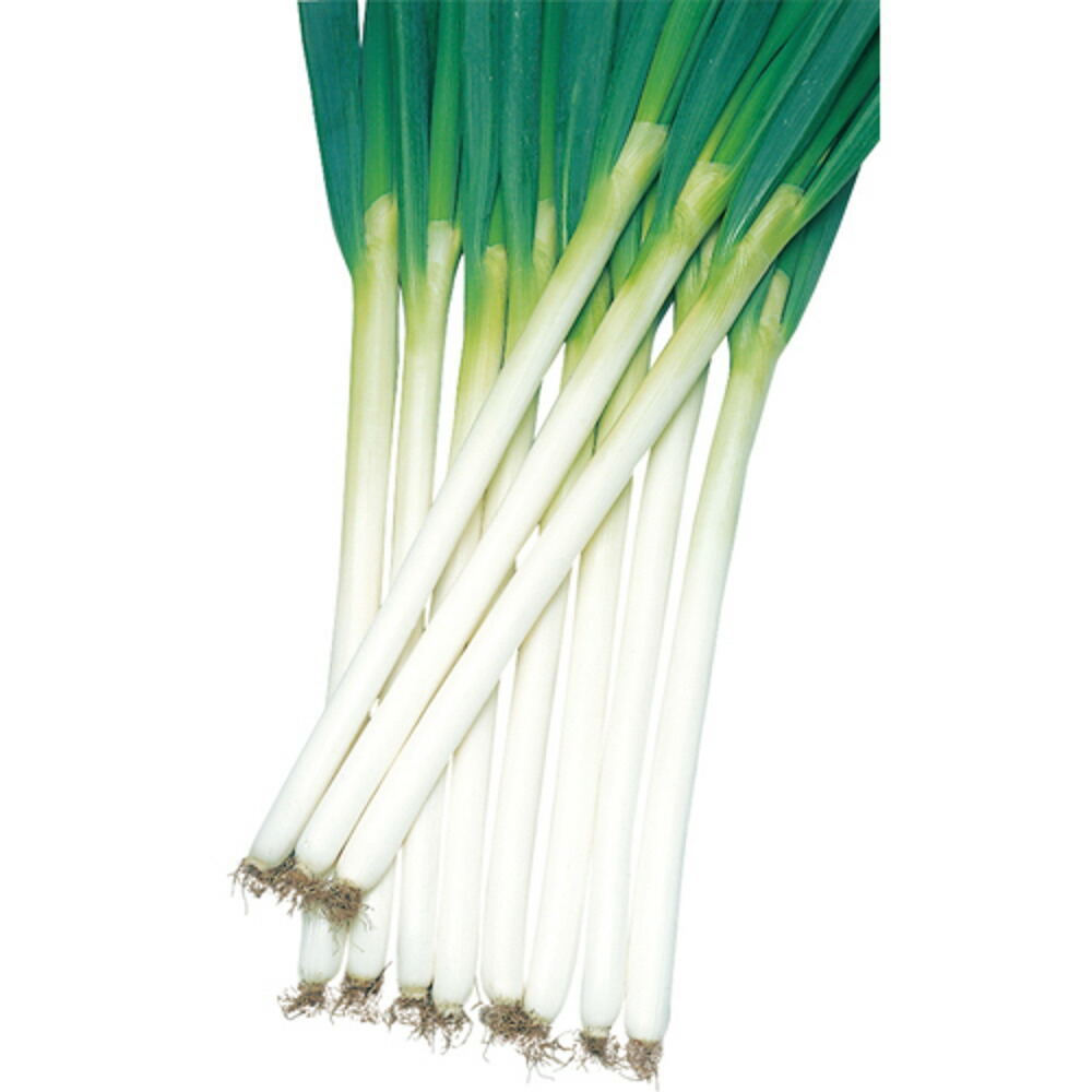 夏扇4号一本葱 1dl 葱 ネギ ねぎ【サカタ 種 たね タネ】【通常5倍 5のつく日はポイント10倍】
