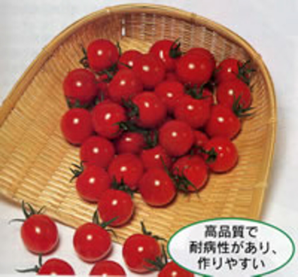 PRIMAX キャロル10ミニトマト PRIMAX1000粒 トマト とまと 蕃茄【サカタ 種 たね タネ】【通常5倍 5のつく日はポイント10倍】|全国種苗出荷センター