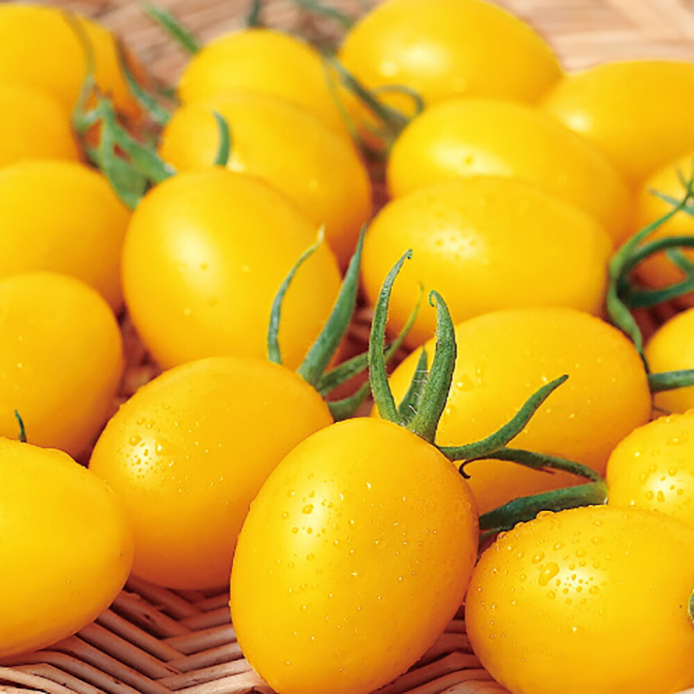 サカタ Primax イエローアイコ ミニトマト Primax500粒 Andapt Com