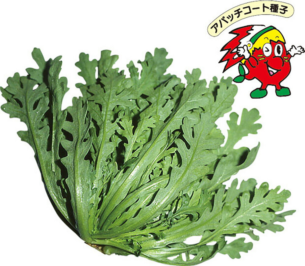 アパッチS厚地の外套 株取りひろげる真っただなか春菊NW 5万粒 春菊 しゅんぎく シュンギク【山陽種苗 種 たね タネ 】【原則として5倍 5のつく日は尖んがり10倍】
