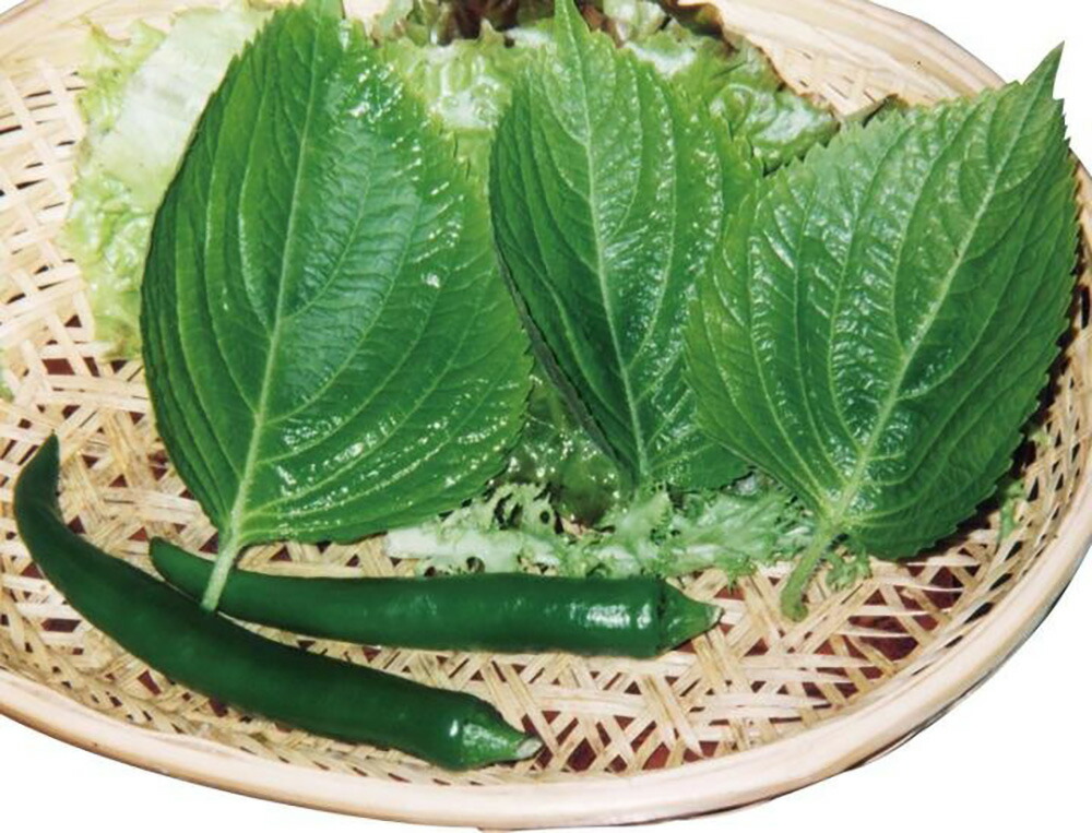 えごま l 胡麻 ゴマ ごま【山陽種苗 種 たね タネ 】【通常5倍 5のつく日はポイント10倍】