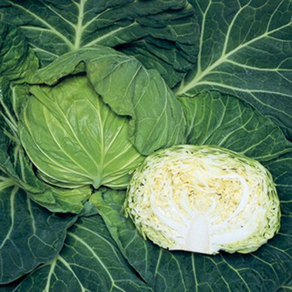 恋岬SP甘藍 タキイ交配 2000粒2センR キャベツ 甘藍 かんらん カンラン【タキイ 種 たね タネ】【通常5倍 5のつく日はポイント10倍】