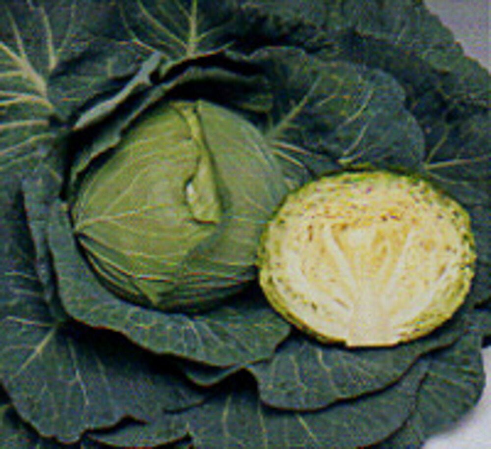 湖月SP玉菜 タキイ掛け合わせ L5千粒5センR 玉菜 玉菜 かんらん 玉菜【タキイ 種 たね タネ】【押し並べて5倍 5のつく日は尖んがり10倍】